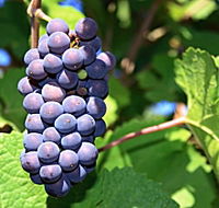 Tinderbox Vineyard - Airlie Beach Holiday