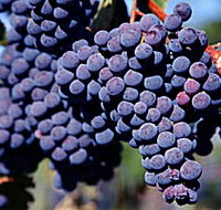 Morningside Vineyard - Airlie Beach Holiday