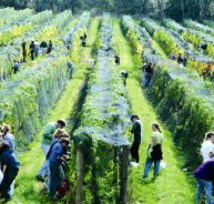 Crosswinds Vineyard - Airlie Beach Holiday