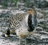 Yongergnow Australian Malleefowl Centre - Airlie Beach Holiday
