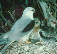 Bushy Park Wetlands - Airlie Beach Holiday