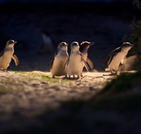 Phillip Island Nature Parks - Airlie Beach Holiday