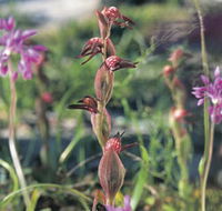 Carnamah-Eneabba Wildflower Drive - Airlie Beach Holiday