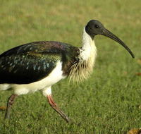 Toowoomba Water Bird Habitat - Airlie Beach Holiday