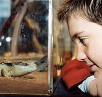 Canberra Reptile Zoo - Airlie Beach Holiday