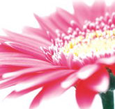 Burwood Plaza - Airlie Beach Holiday