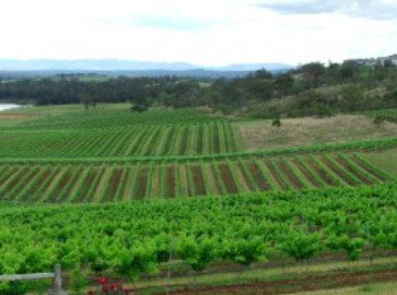Hunter Vineyard Tours - Airlie Beach Holiday 2