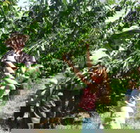 Forest Range Cherries - Airlie Beach Holiday