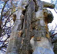 Junction Island Nature Reserve Canoe Tree and Walking Track - Airlie Beach Holiday