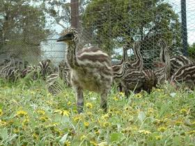 Avenue Emus - Airlie Beach Holiday 1