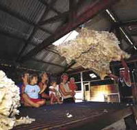 Shear Outback the Australian Shearers Hall of Fame - Airlie Beach Holiday