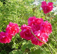 Bishop's Lodge Historic House and Heritage Rose Garden - Airlie Beach Holiday