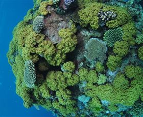Keeper Reef Dive Site - Airlie Beach Holiday 0