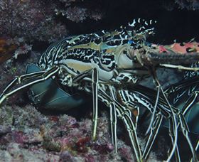 Keeper Reef Dive Site - Airlie Beach Holiday 2