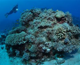 Keeper Reef Dive Site - Airlie Beach Holiday 1