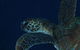 Keeper Reef Dive Site - thumb 3