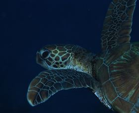 Keeper Reef Dive Site - Airlie Beach Holiday 3