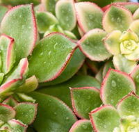 Billabong Garden Complex  Cafe - Airlie Beach Holiday