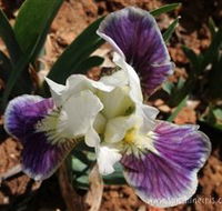 Sunshine Iris Nursery - Airlie Beach Holiday