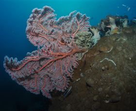 Luncheon Bay Dive Site - Airlie Beach Holiday 0