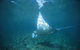 Manta Ray Bay Dive Site - thumb 0