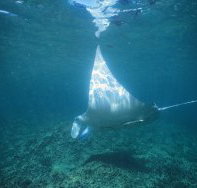 Manta Ray Bay Dive Site - Airlie Beach Holiday