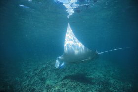 Manta Ray Bay Dive Site - Airlie Beach Holiday 0