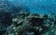 Manta Ray Drop Off Dive Site - thumb 1