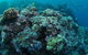 Manta Ray Drop Off Dive Site - thumb 0