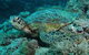Manta Ray Drop Off Dive Site - thumb 3