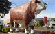 Rockhampton Bull Statues - thumb 2