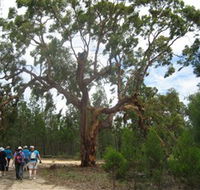 Koorilgur Nature Reserve - Airlie Beach Holiday