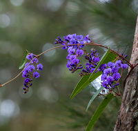 Mann River Nature Reserve - Airlie Beach Holiday