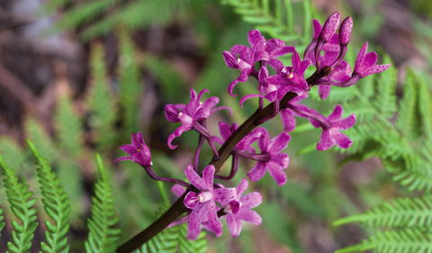Cassinia Walking Track - Airlie Beach Holiday 0