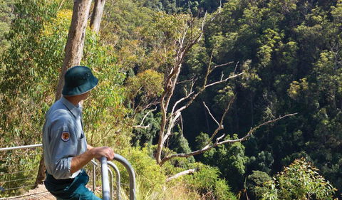 Lyrebird Falls Walking Track - Airlie Beach Holiday 1