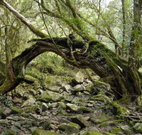 Mitchell River Walking Track - Airlie Beach Holiday