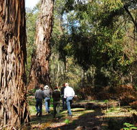 Tallaganda National Park - Airlie Beach Holiday