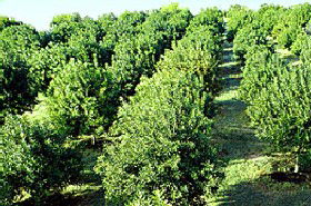 MacNuts WA Shop And Factory - Airlie Beach Holiday 1