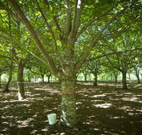 Sassafras Nuts - Airlie Beach Holiday