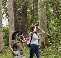 Chichester State Forest - Airlie Beach Holiday