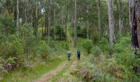 The Green Gully Track - Airlie Beach Holiday 0
