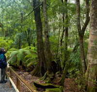 Monga National Park - Airlie Beach Holiday