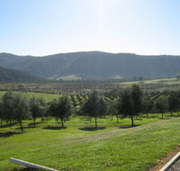 Hastings Valley Olives - Airlie Beach Holiday