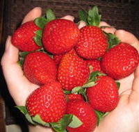 The Strawberry Farm - Airlie Beach Holiday