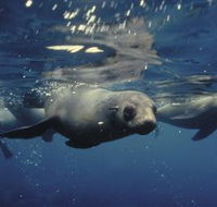 Wilsons Promontory Marine National Park - Airlie Beach Holiday