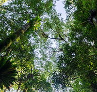 Botanic walk - Airlie Beach Holiday