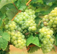 Red Tail Wines - Airlie Beach Holiday
