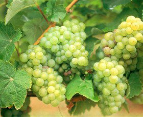 Red Tail Wines - Airlie Beach Holiday 0