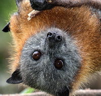 Wingham Brush Nature Reserve - Airlie Beach Holiday