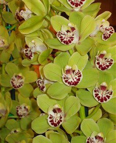 Tinonee Orchid Nursery - Airlie Beach Holiday 1